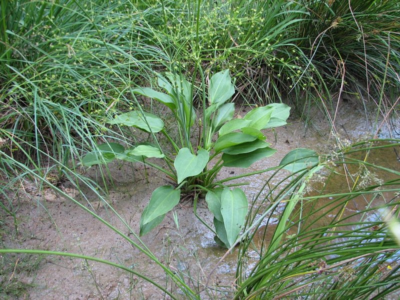 Plantain d'eau